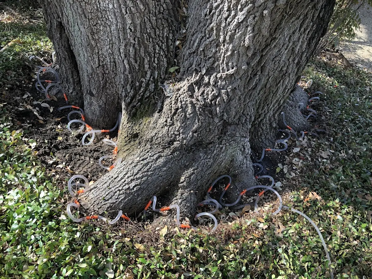Detailed Tree Cabling and Bracing job site in Crowheart