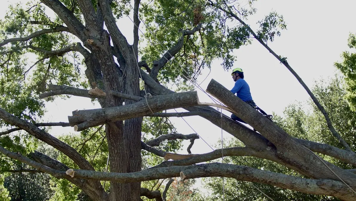 Professional Crown Thinning performed by certified arborists in Crowheart
